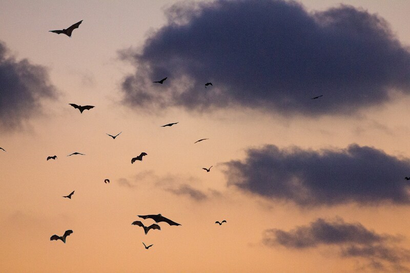 Bats in Batesville